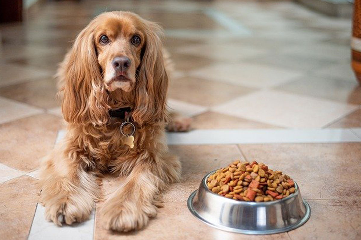 אוכל לכלבים מומלץ – מה אתם חייבים לדעת בנושא?