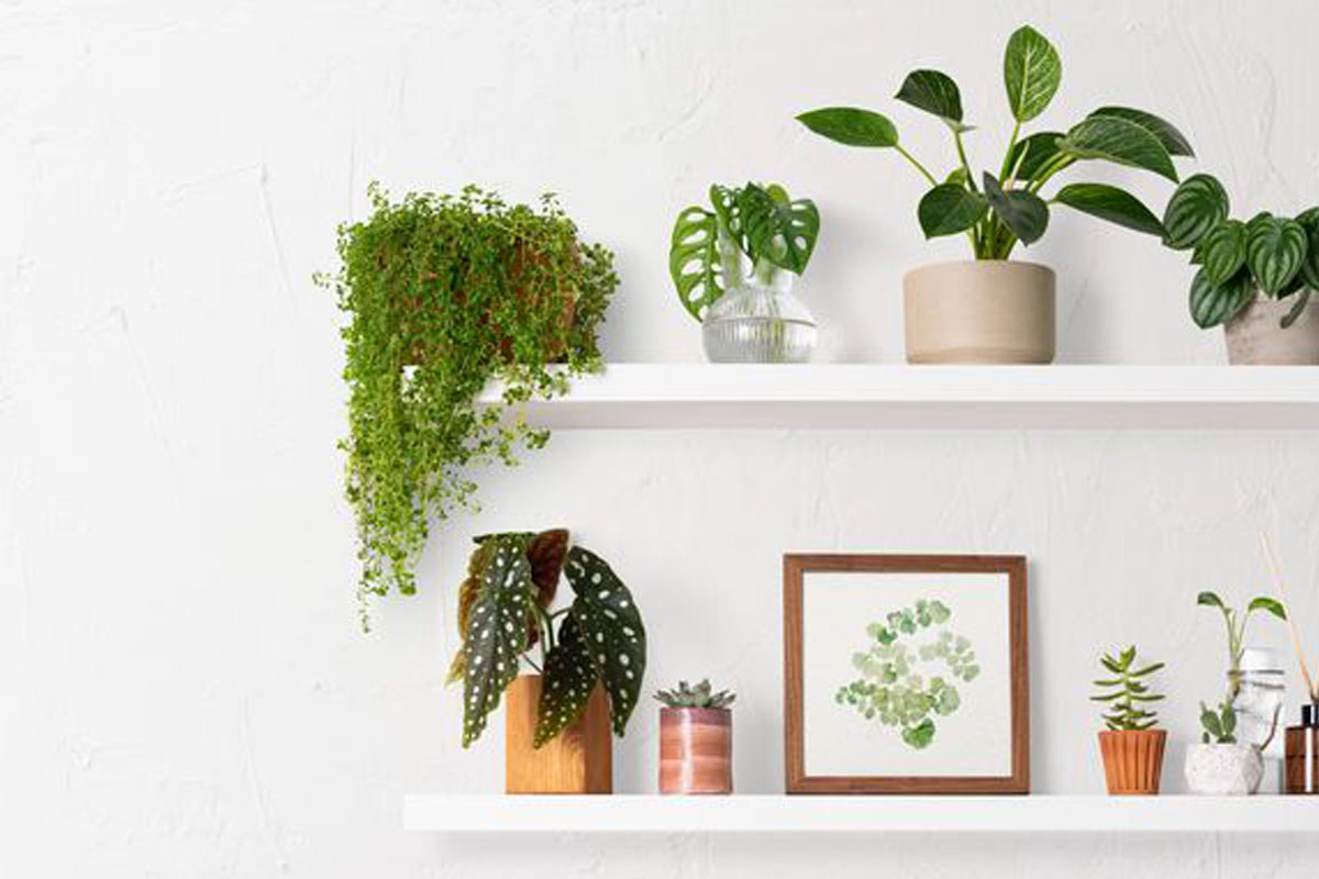 שפץ את האווירה במשרד שלך עם צמחים מלאכותיים: מוצר חובה עבור סביבת עבודה תוססת